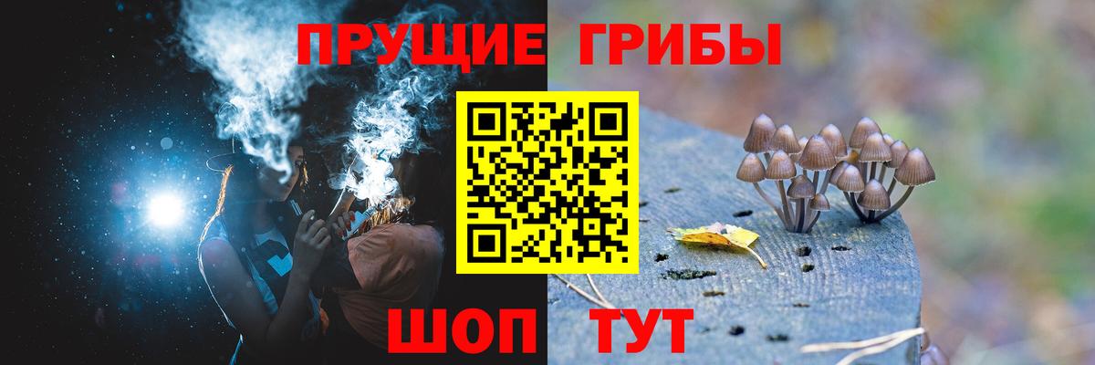 Псилоцибиновые грибы Cubensis Иваново